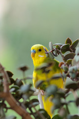 Budgerigar sits on a branch. The parrot is brightly lemon-colored. Bird parrot is a pet. Beautiful, pet wavy parrot.