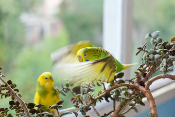 Budgerigar sits on a branch. The parrot is brightly green-colored. Bird parrot is a pet. Beautiful, pet wavy parrot.