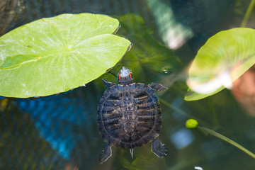 The turtle swims in the water. A red-bellied turtle swims among marsh leaves. A turtle swims in a pond among the leaves of water lilies.