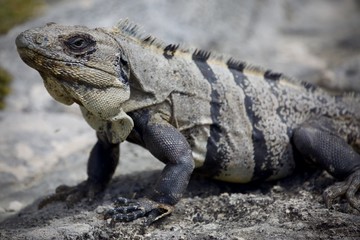 Mexico 2018 IntFrame