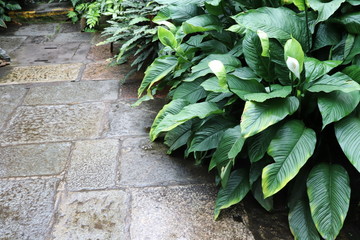 Close up of leaves, textured abstract