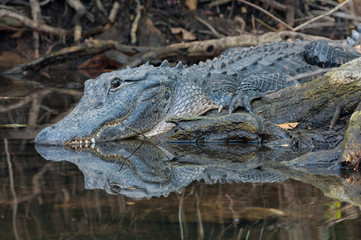 Resting American Alligator