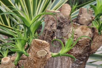 Close up of cactus back and shoots