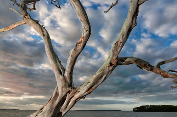 Fototapeta premium dead tree in front of scenic clouds at florida coastline