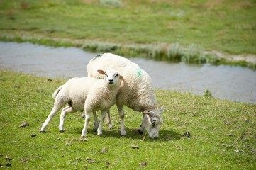 Fototapeta premium Two sheep and a lamb 