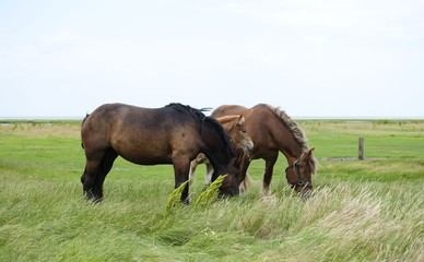 Fototapeta na wymiar Horses in the field 