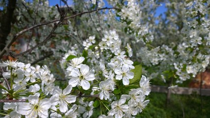 cherry blossoms in spring