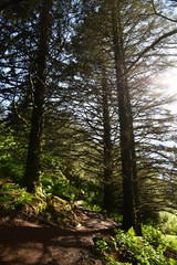 Near Island sun trees