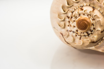Large seashell studio with white background