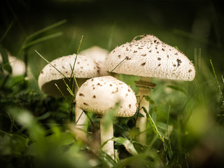 Wild Mushrooms in the Forest
