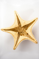 Starfish in studio with white background