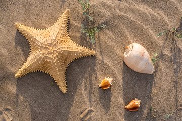 Starfish and shells on the sand of a beach