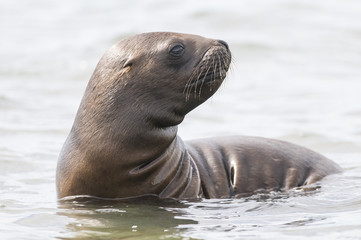 Fototapeta premium Sea lions, Patagonia , Argentina