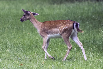 Wild young deer in London, United Kingdom