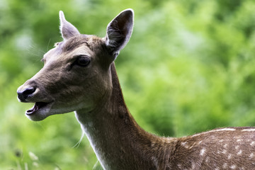 Obraz premium Wild female deer in London, United Kingdom