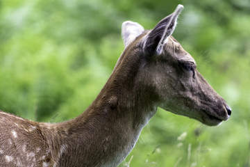 Wild female deer in London, United Kingdom