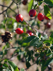 dog-rose fruit