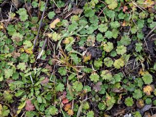 carpet of leaves