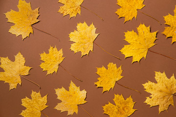 Naklejka na ściany i meble Creative layout of colorful autumn leaves. Flat lay.