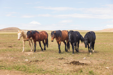Fototapeta na wymiar Wild Horse Herd in utah