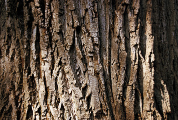 tree texture
