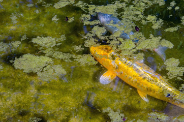 Colorful carp fish