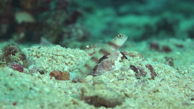 Randalls Shrimpgoby, Amblyeleotris randalli living in a symbiotic relationship with White Lined snapping shrimp, Alpheus ochrostriatus