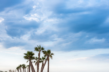 Fototapeta na wymiar Palm trees on a beach to give shade