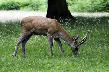 Wild young red deer in London, United Kingdom