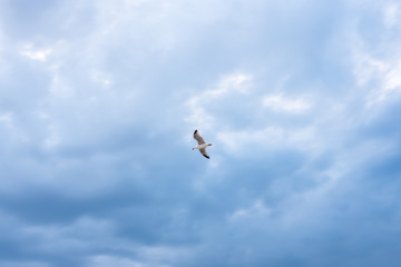Obraz premium Seagull flying over blue sky