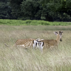 Wild young red deer in London, United Kingdom