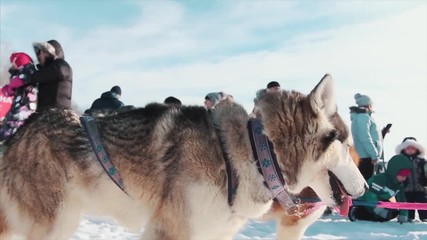 Portrait of a Siberian Husky dog outdoors. Footage. Close-up portrait of noble sled dog a Chukchi husky breed dog on winter background