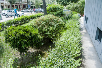 Evergreen trees in the garden