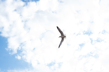 Seagull flying over white sky