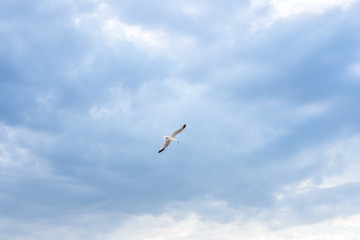 Seagull flying over blue sky
