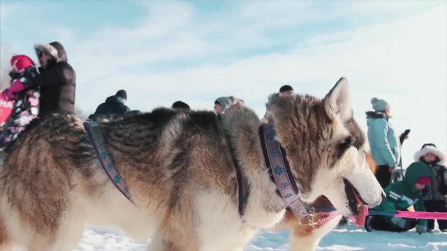 Portrait of a Siberian Husky dog outdoors. Footage. Close-up portrait of noble sled dog a Chukchi husky breed dog on winter background