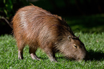 Capybara grazing