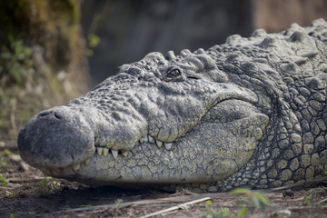 Large Male Nile Crocodile