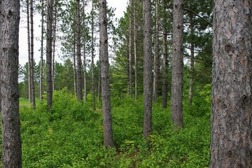 Minnesota Forest