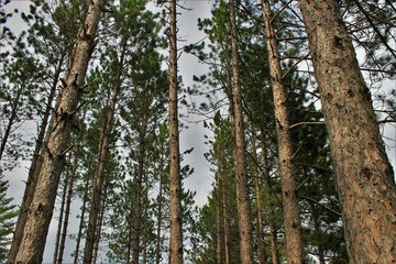 Fototapeta premium North Shore Forest