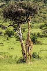 Giraffe Extends Long Neck to Eat Leaves from a Tree in the Masai Mara National Reserve in Kenya, Vertical Orientation