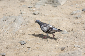 Dove, dove on the beach. Bird. Portrait of a dove on the beach