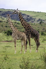 Naklejka na ściany i meble Large Male Giraffe and a Small Female Giraffe Standing Together in the Masai Mara National Reserve in Kenya