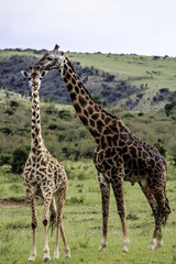 Naklejka na ściany i meble Female Giraffe Looks at the Camera with a Large Male Giraffe behind Her in the Masai Mara National Reserve in Kenya