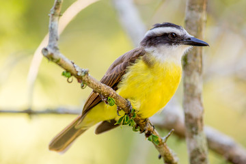 Great Kiskadee bird sitting on a twig in natural surrounding