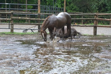 Horse play