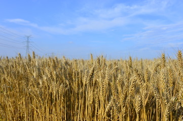 Wheat in the field