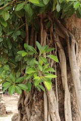 Temple Khmer d'Angkor