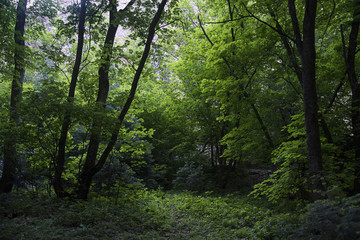 Fototapeta na wymiar utah green forest glen of trees with light shining through