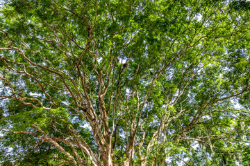 Canape of a tree with great detail